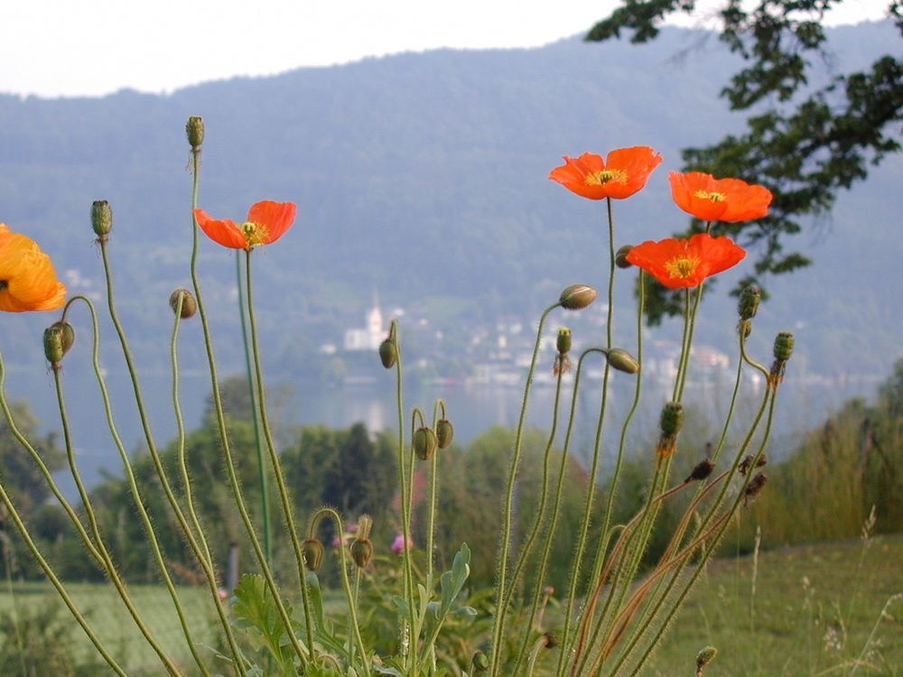 Pörtschach am Wörthersee 斯特鲁斯尼霍夫兰德豪斯旅馆酒店 外观 照片